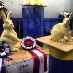 Two large Belgian hares made entirely of butter sit on display at the fair - Ribbons attached