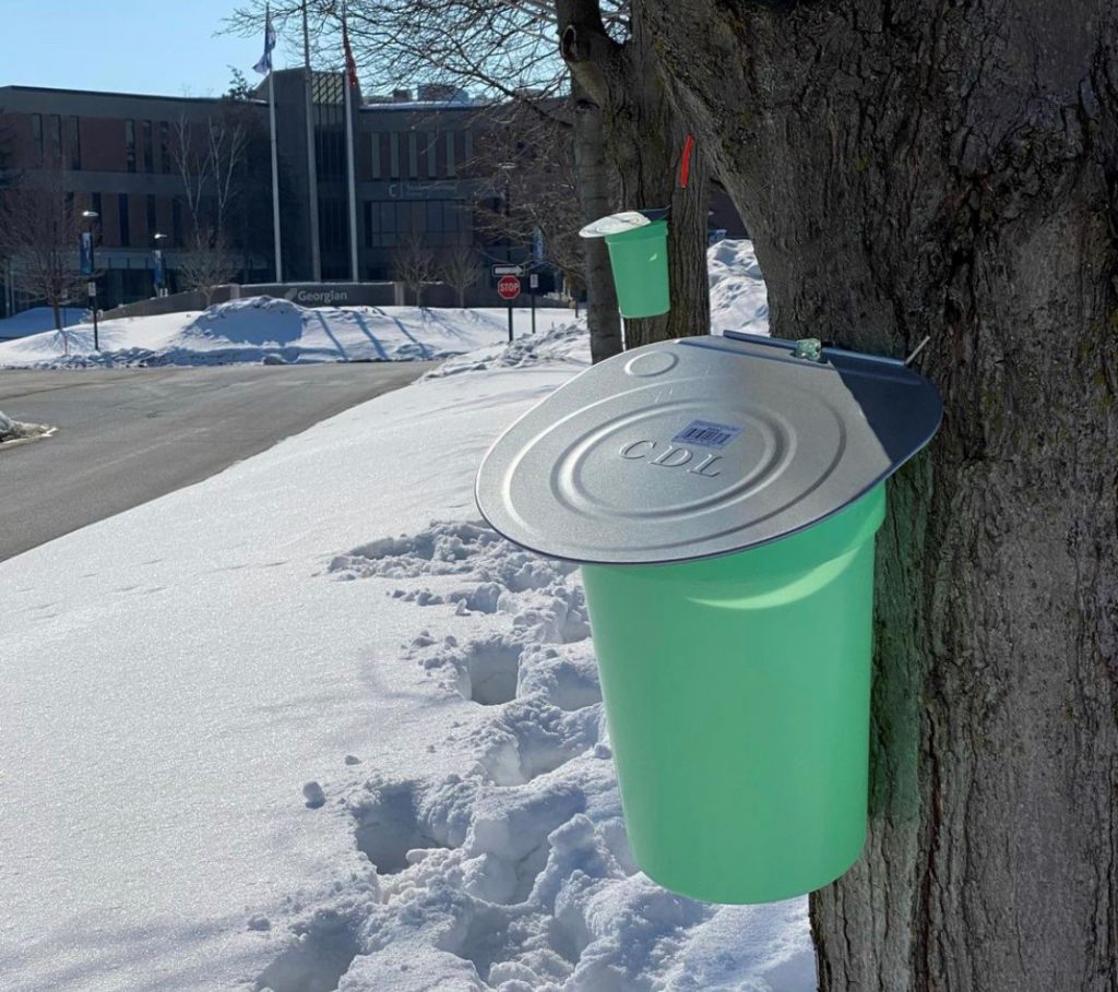 Green buckets with grey lids are attached to maple trees in front of a building with a sign reading Georgian.