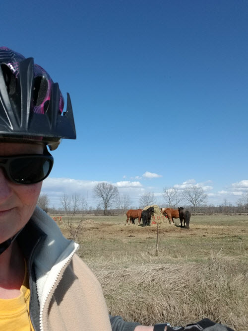 Pamela taking a selfie with cows in a field in the background.