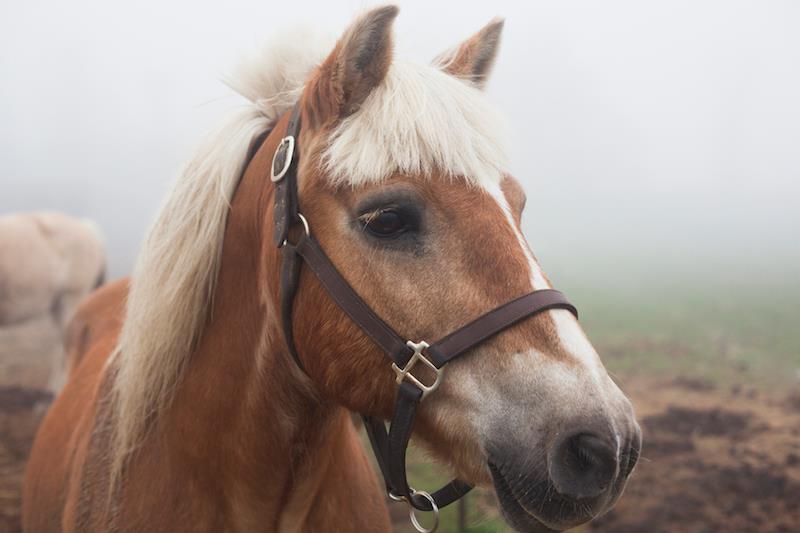 Palomino horse standing outside in a field on a foggy day