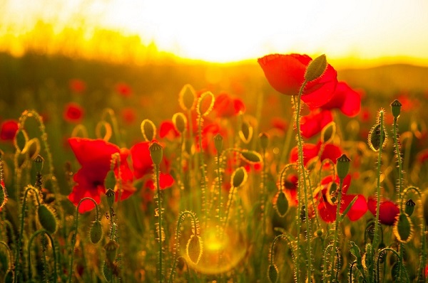 Stock image from pexels.com of a field of poppies with sun setting behind it