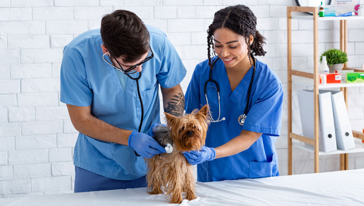 Local veterinary assistant jobs local trucking jobs in az