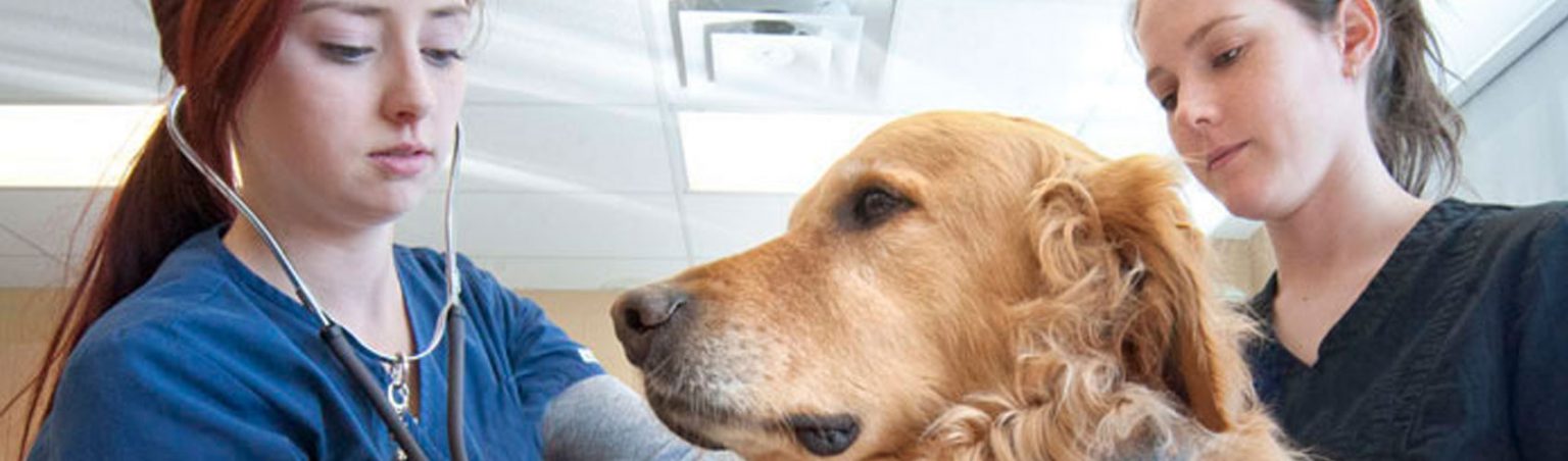Two Veterinary Technician students in blue scrubs using a stethoscope on a golden retriever dog in an animal clinic setting