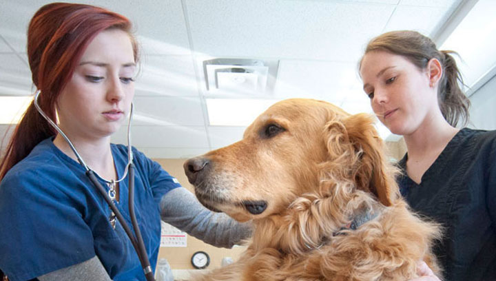How Much Do Vet Assistants Make In Canada - CollegeLearners.com
